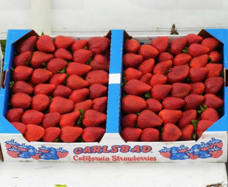 A flat of Carlsbad strawberries