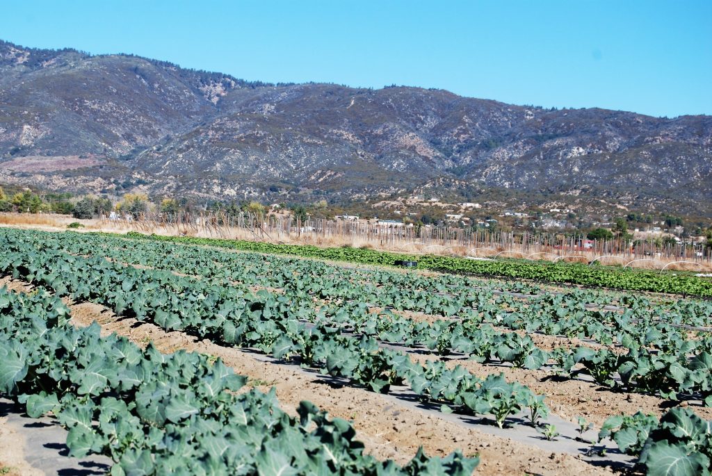 Sage Mountain Farm - Daily Harvest Express San Diego CSA