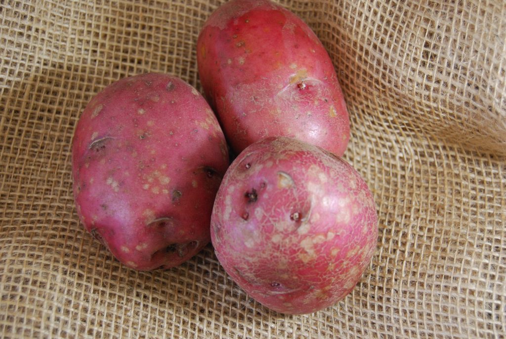 The red potatoes available this week will last for several months when stored int eh fridge. 