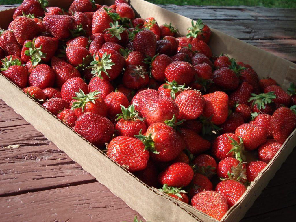 Organic strawberries - San Diego, CA - Strawberry Facts
