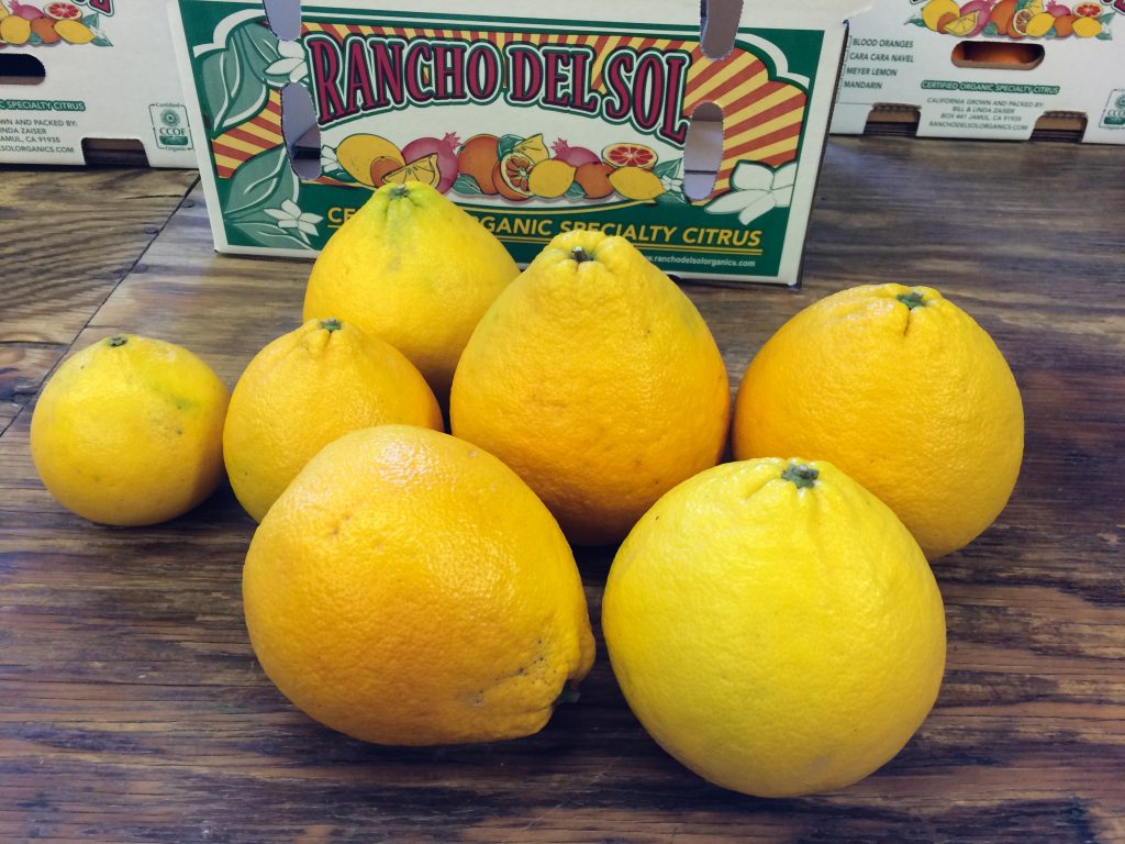 Organic lemons, fresh off the tress, at Rancho Del Sol.