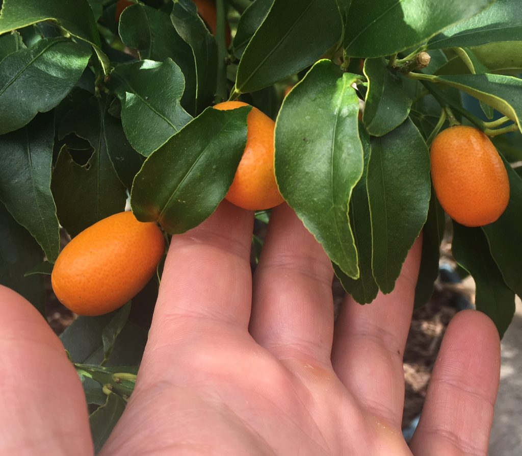 kumquats on tree - how to eat kumquats - Daily Harvest Express, San Diego CSA