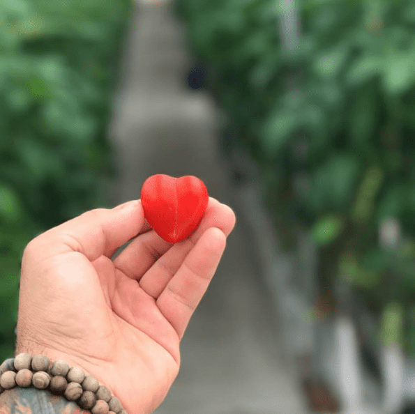 A little taste of love from Dassi Family Farm. (That's a tomato in case you're wondering!)