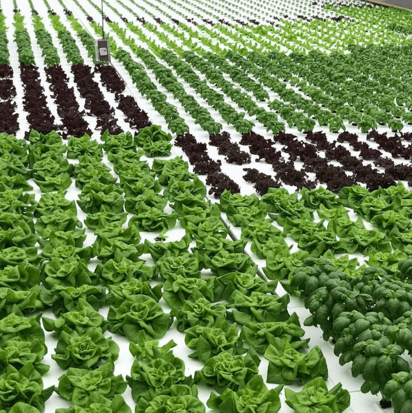 Woah, that's a lot of lettuce! -Dassi Family Farm