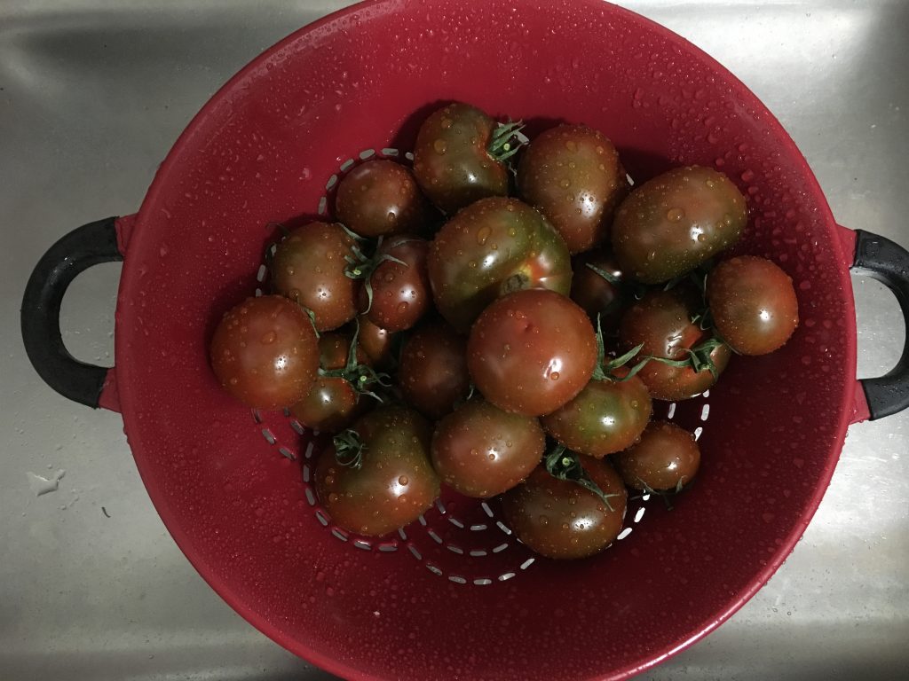 Fresh tomatoes from the teaching class: How to Make Pizza Sauce with Fresh Tomatoes