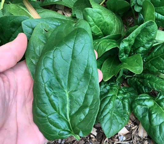 organic spinach - EWG's dirty dozen list