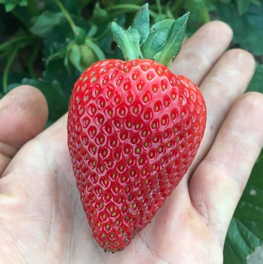organic strawberry - Dirty Dozen #1 by EWG