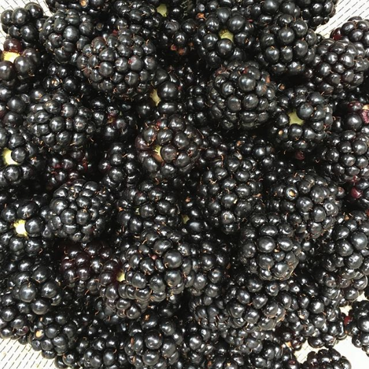 bowl of blackberries - 5 amazing health benefits of blackberries