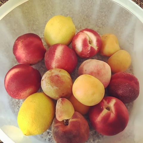 Mmm, fresh fruit from Daily Harvest Express: plums, tangerines, and peaches. Plus, lemons from my own tree! These form the basis of my sugar free Plum Crumb dessert recipe below. 