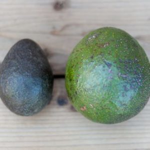 Comparison: Hass avocado (left) versus Reed avocado (right).