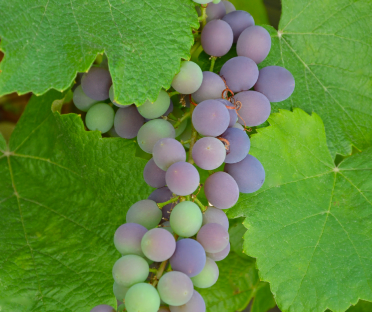 should concord grapes be refrigerated