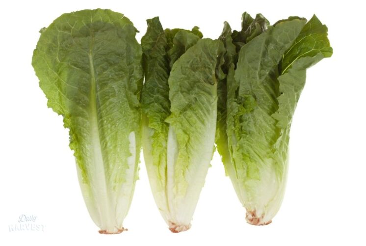 Romaine Hearts