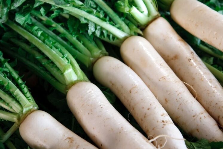 Daikon Radish