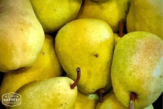Organic Pears - 1 LB
